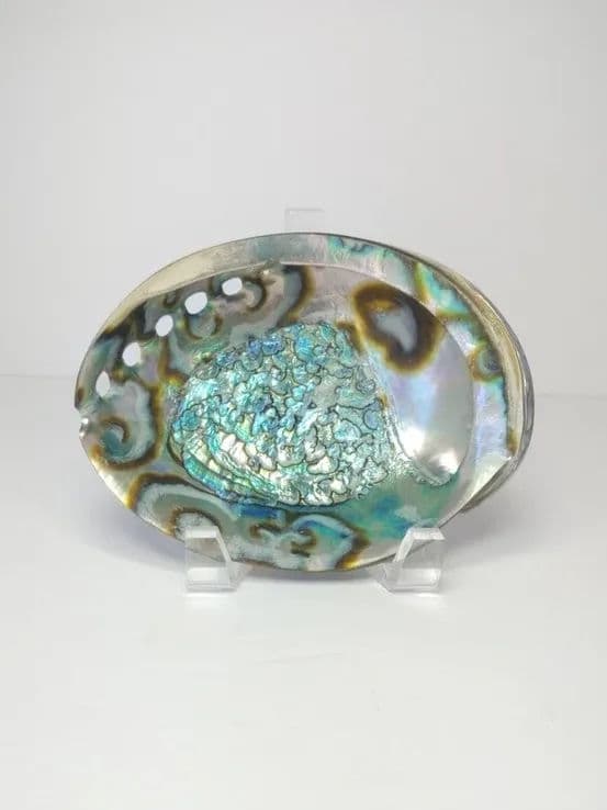 Abalone shell display with iridescent blue and green patterns on a clear stand.